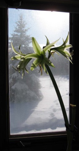 Evergreen Amaryllis